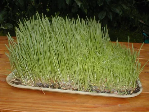 wheatgrass: young grass of the common wheat plant, Triticum aestivum, used freshly juiced or dried into powder...