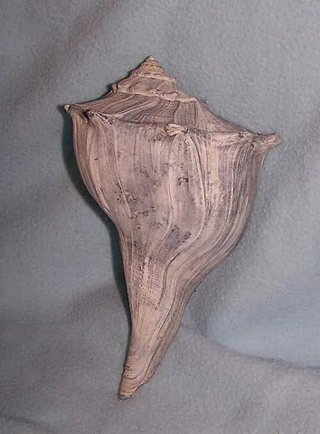 whelk: certain edible sea snails, especially, any one of numerous species of large marine gastropods...