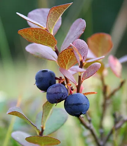 whimberry: the bilberry or whortleberry (Vaccinium myrtillus)