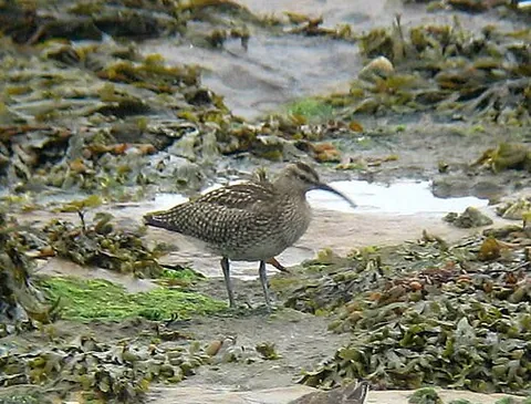 whimbrel: a large migratory wading bird, Numenius phaeopus, of the family Scolopacidae, with a long...