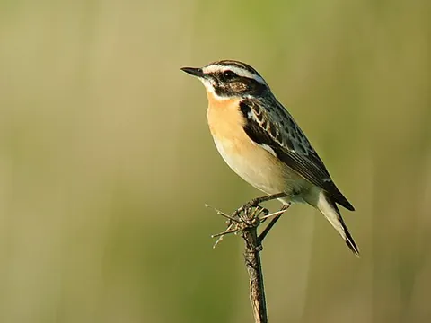 whinchat: a small Old World songbird, Saxicola rubetra, that feeds on insects