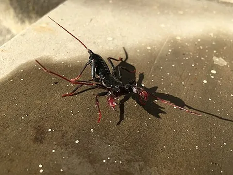 whip scorpion: any arachnids in the order Thelyphonida, which resemble scorpions (though not true scorpions) and...