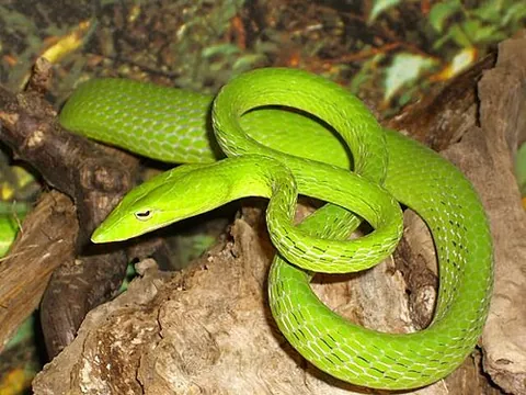 whip snake: genus Ahaetulla native to southern Asia and parts of Oceania