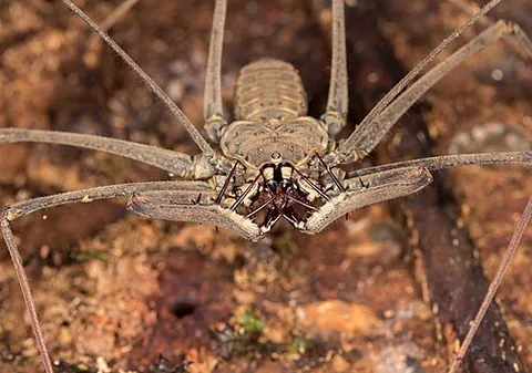 whip spider: any member of the order Amblypygi of arachnids