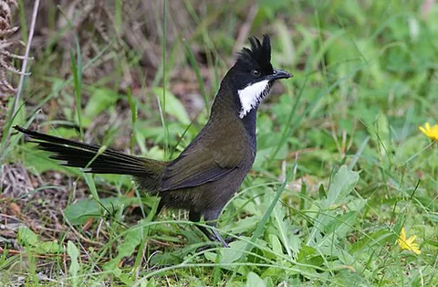 whipbird: any of various Australian songbirds in the genus Psophodes