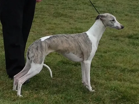 whippet: a dog of a certain breed, similar to a small greyhound, originating in Britain and bred for racing