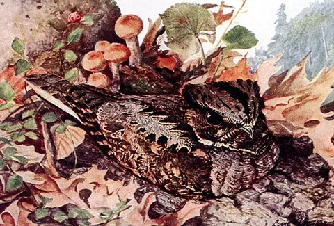 whippoorwill: a nocturnal insectivorous bird of North America (Antrostomus vociferus, syn. Caprimulgus...
