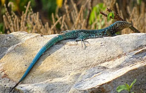 whiptail: any of many New World lizards, of the family Teiidae, that have long, slender tails