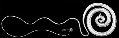 whipworm: any of the genus Trichuris of roundworms that infect certain mammals