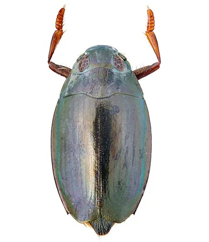 whirligig beetle: any of various water beetles of the family Gyrinidae that swim rapidly in circles when alarmed