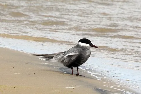 whiskered tern: chlidonias hybrida, a species of tern in the family Laridae