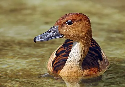 whistling duck: any bird of the genus Dendrocygna in the family Anatidae, the family of duck, goose and swan