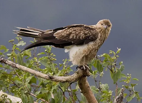 whistling kite: a medium-sized bird of prey native to Australia and New Guinea, Haliastur sphenurus