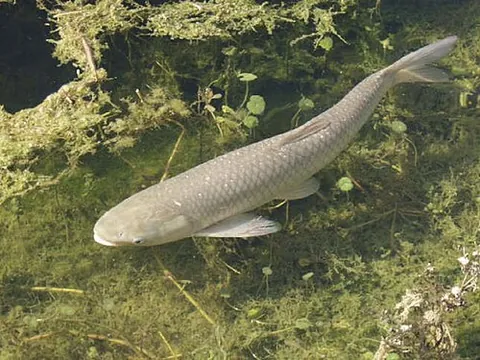 white amur: a freshwater fish species of the family Cyprinidae (Ctenopharyngodon idella), the grass carp,...