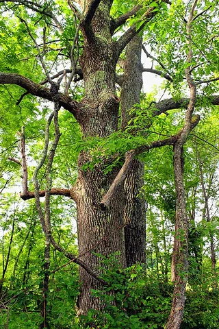 white ash: any of species Fraxinus americana of ash trees distributed throughout the eastern United States and...