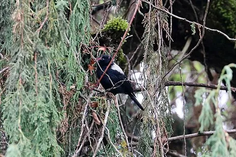 white-backed black tit: melaniparus leuconotus, a small bird of the tit family Paridae