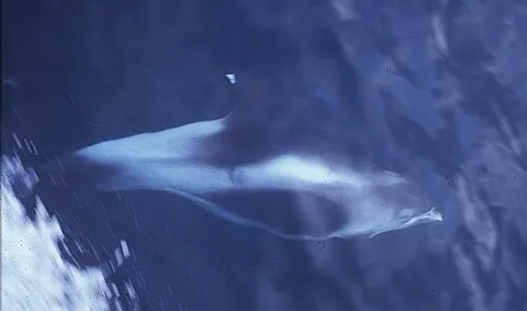 white-beaked dolphin: a marine mammal belonging to the species Lagenorhynchus albirostris