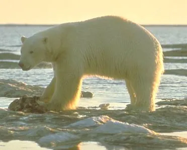white bear: a polar bear
