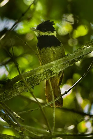 white-bearded antshrike: a passerine bird (Biatas nigropectus) of the antbird family