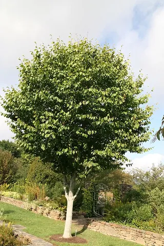 white beech: american beech (Fagus grandifolia), of the eastern US and Atlantic coastal Canada