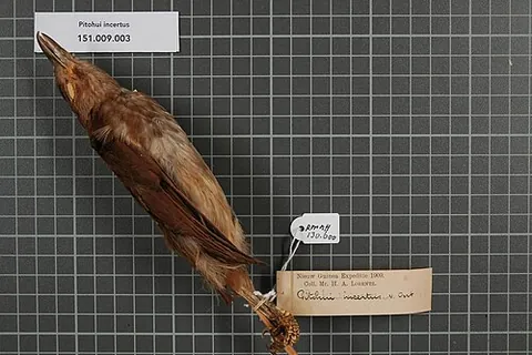 white-bellied pitohui: a passerine bird of the species Pseudorectes incertus, from New Guinea
