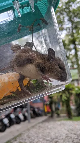 white-bellied rat: any rat species of the murid genus Niviventer of Southeast Asia