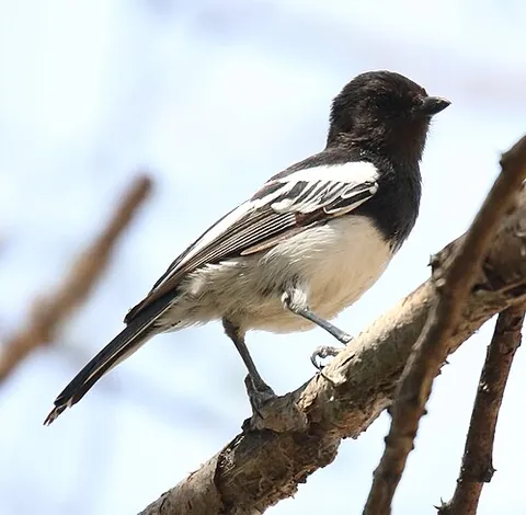 white-bellied tit: melaniparus albiventris, a small bird of the tit family Paridae