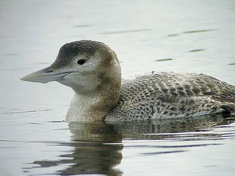 white-billed diver: gavia adamsii, the largest member of the loon or diver family, having a black head, white...