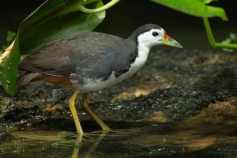 white-breasted waterhen: amaurornis phoenicurus, a species of waterhen found in tropical Asia from Pakistan to Indonesia