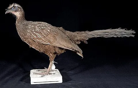 white-browed guan: penelope jacucaca, a species of guan bird native to Brazil