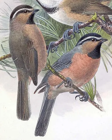white-browed tit: poecile superciliosus, a small bird of the tit family Paridae