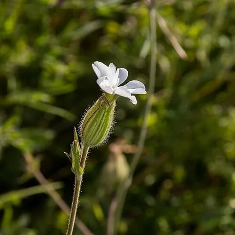 white campion: a flowering plant, Silene latifolia, in the family Caryophyllaceae, native to most of Europe,...