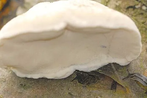 white cheese polypore: tyromyces chioneus