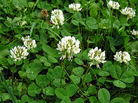 white clover: a species of clover, Trifolium repens, native to much of Europe, North Africa and parts of Asia and...