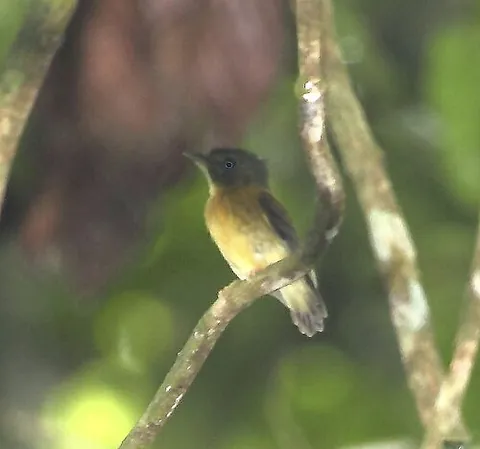 white-crested spadebill: a bird native to South America, Platyrinchus platyrhynchos