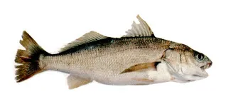 white croaker: genyonemus lineatus, a species of croaker found in the Eastern Pacific