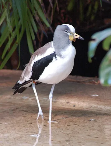 white-crowned plover: a bird, a medium-sized wader, which despite its name is a lapwing rather than a typical plover