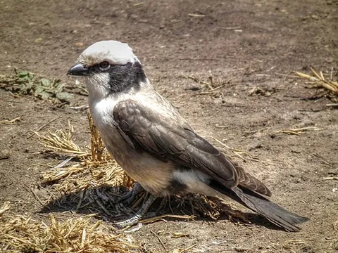 white-crowned shrike: any passerine bird of the genus Eurocephalus