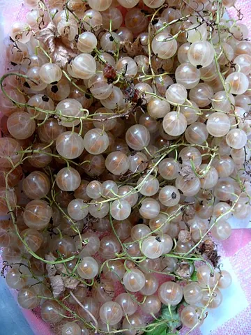 white currant: a deciduous shrub, a less sour and colourless cultivar of Ribes rubrum (red currant), though...