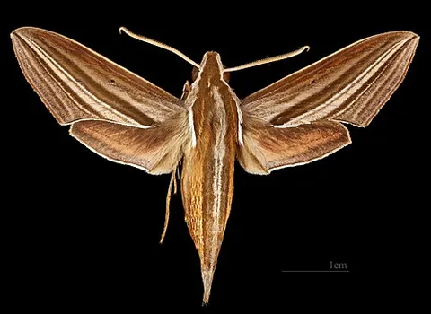 white-edged hunter hawkmoth: theretra lycetus, a species of macroglossine hawkmoth
