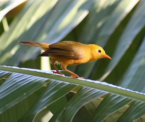 white-eye: any of the passerine birds of the family Zosteropidae, native to Africa, Asia, and Australasia,...
