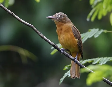 white-eyed attila: a bird native to South America, Attila bolivianus