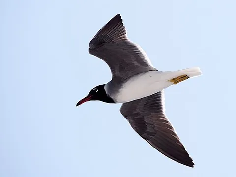 white-eyed gull: ichthyaetus leucophthalmus, a small gull that is endemic to the Red Sea
