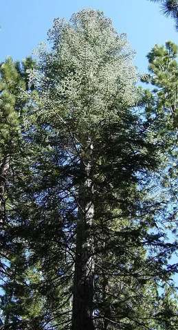 white fir: a North American species of fir tree (Abies concolor)
