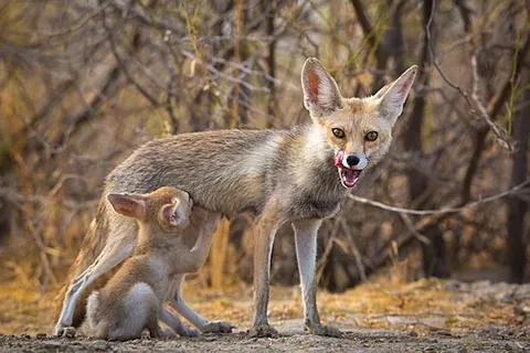 white-footed fox: a subspecies of Vulpes vulpes endemic to India, Pakistan, and surrounding regions