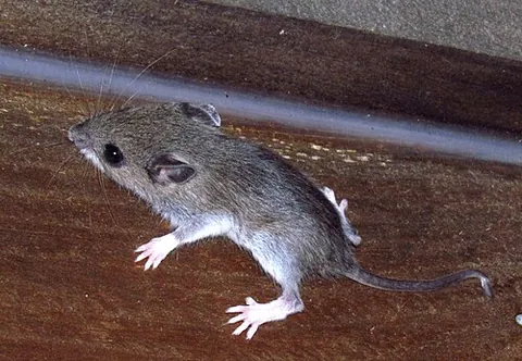 white-footed mouse: an American rodent of species Peromyscus leucopus, a reservoir for Borrelia burgdorferi, the cause...