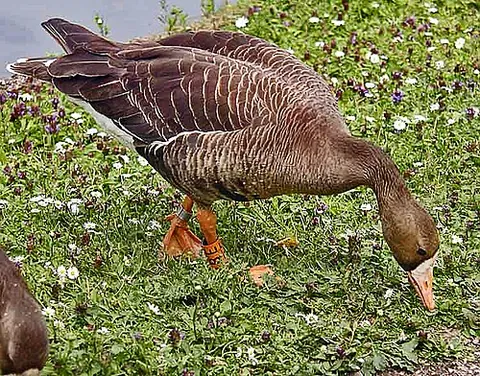 white-fronted goose: a goose that has bright orange legs and mouse-coloured upper wing-coverts, Anser albifrons
