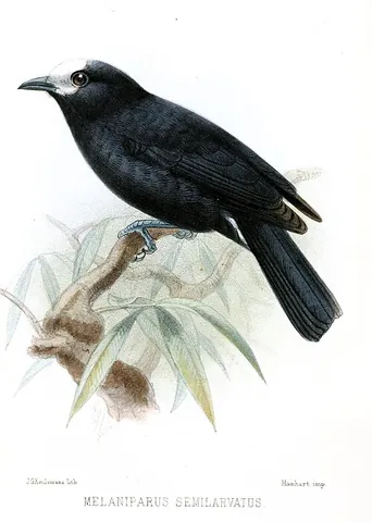 white-fronted tit: sittiparus semilarvatus', a small bird of the tit family Paridae