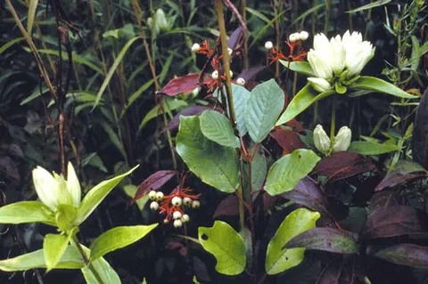 white gentian: gentiana alba, a herbaceous flowering plant with yellowish-white flowers from thick white taproots