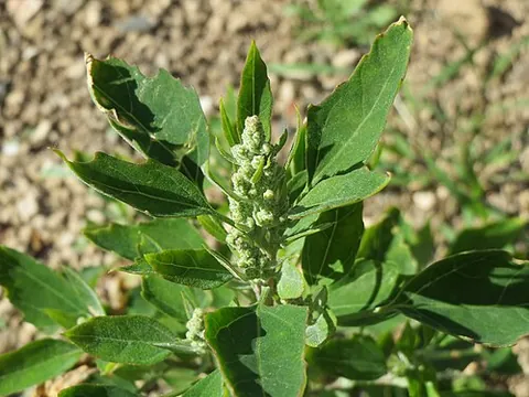 white goosefoot: chenopodium album, probably native to Europe, now widely cultivated